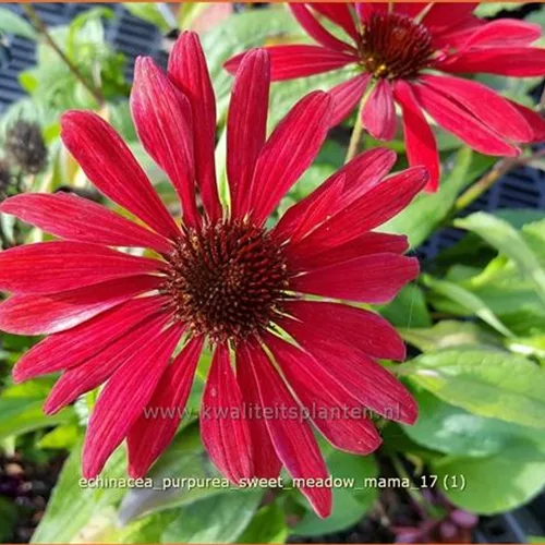 Echinacea purpurea 'Sweet Meadow Mama'