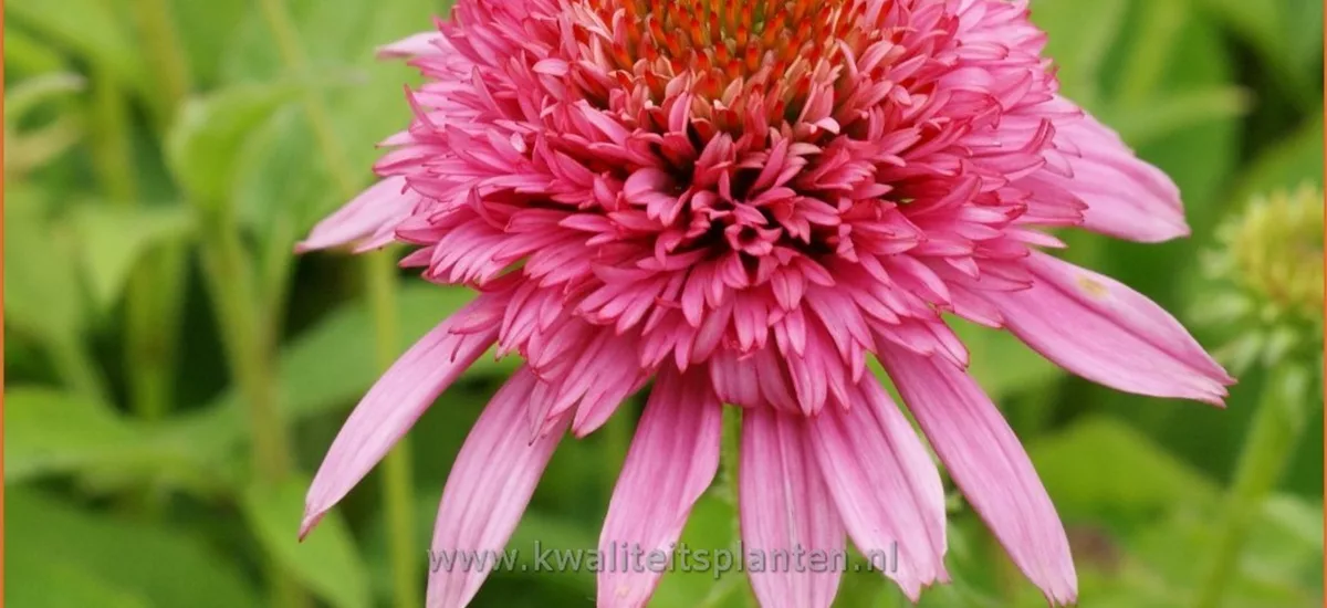 Echinacea purpurea 'Butterfly Kisses'