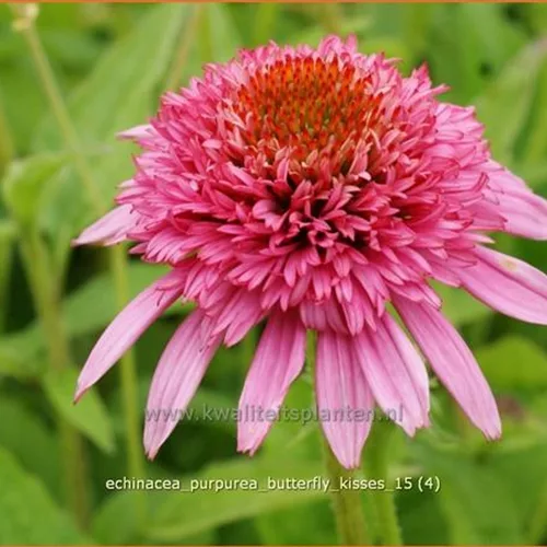 Echinacea purpurea 'Butterfly Kisses'