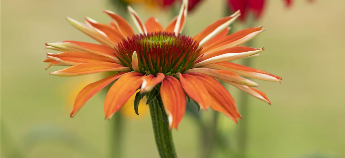 Echinacea purpurea 'Tiki Torch'®
