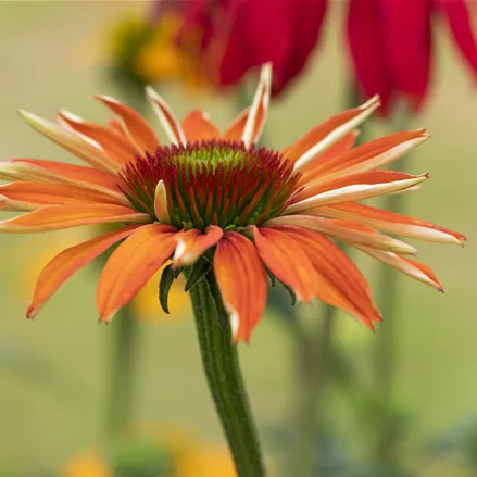 Echinacea purpurea 'Tiki Torch'®