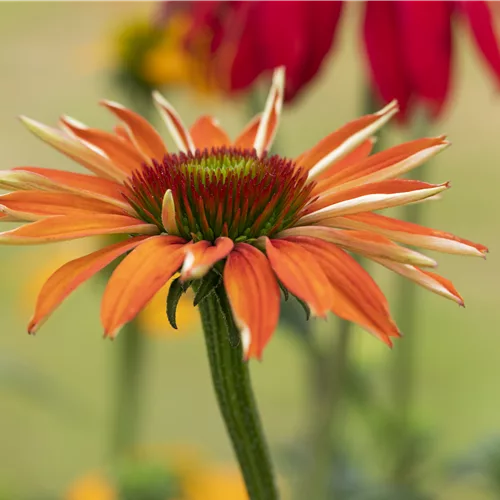 Echinacea purpurea 'Tiki Torch'®