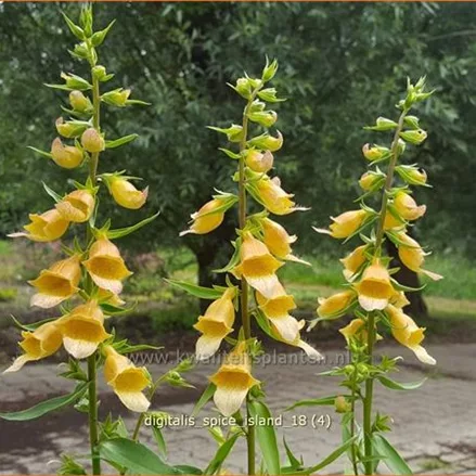 Digitalis 'Spice Island'