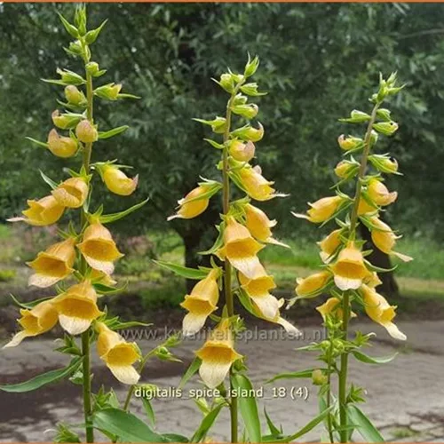 Digitalis 'Spice Island'