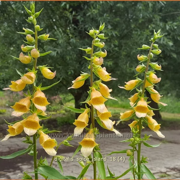 Digitalis 'Spice Island'