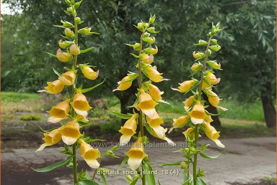 Digitalis 'Spice Island'