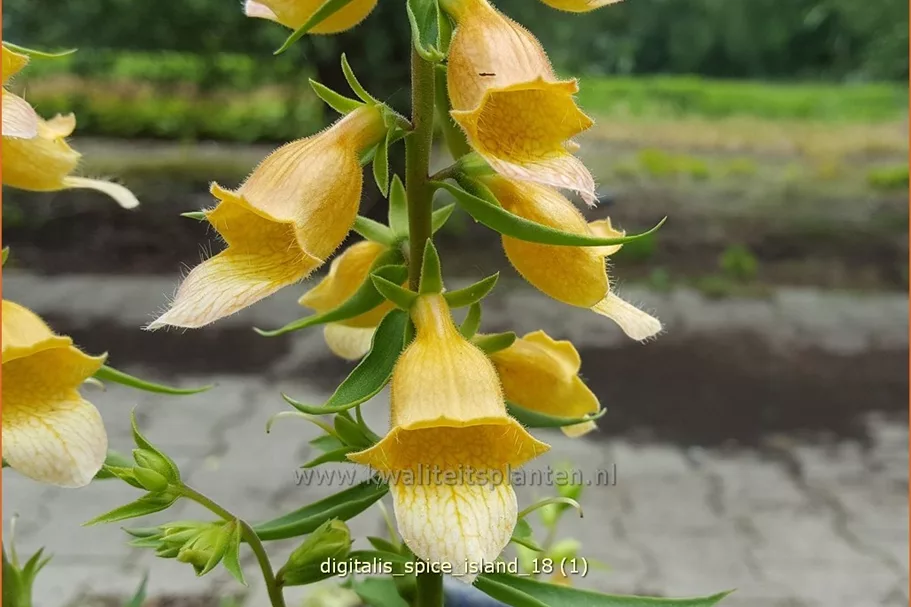 Digitalis 'Spice Island'