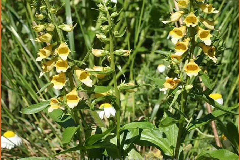 Digitalis 'Spice Island'