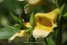 Digitalis 'Spice Island'