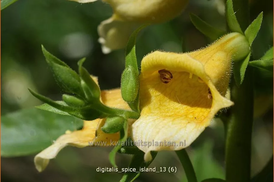 Digitalis 'Spice Island'