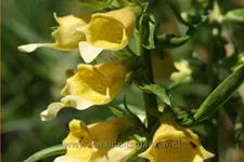 Digitalis 'Spice Island'