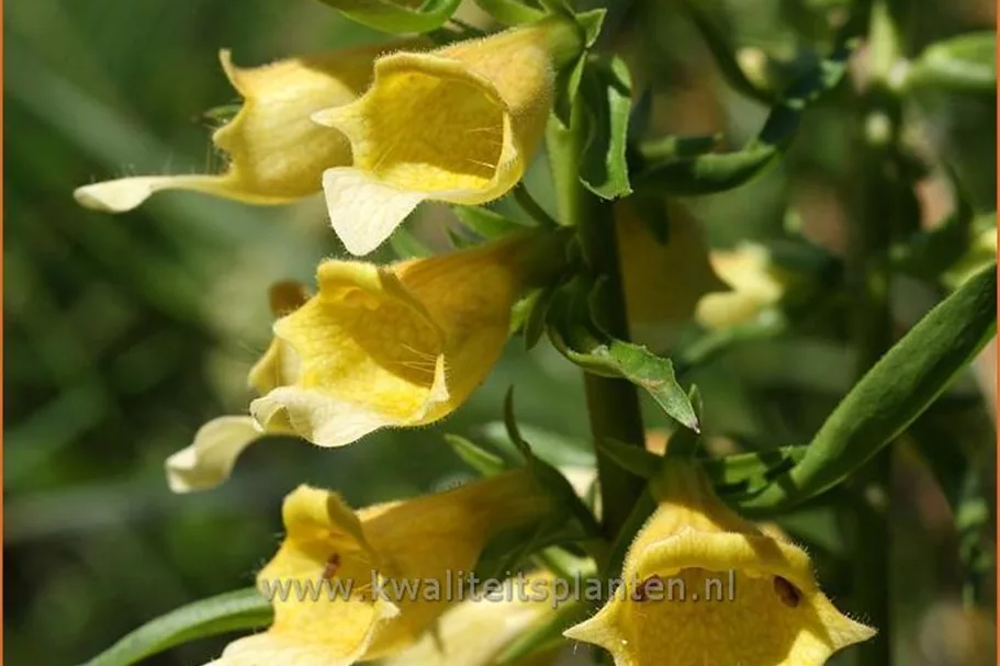 Digitalis 'Spice Island'