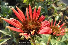 Echinacea purpurea 'Tomato Soup'®