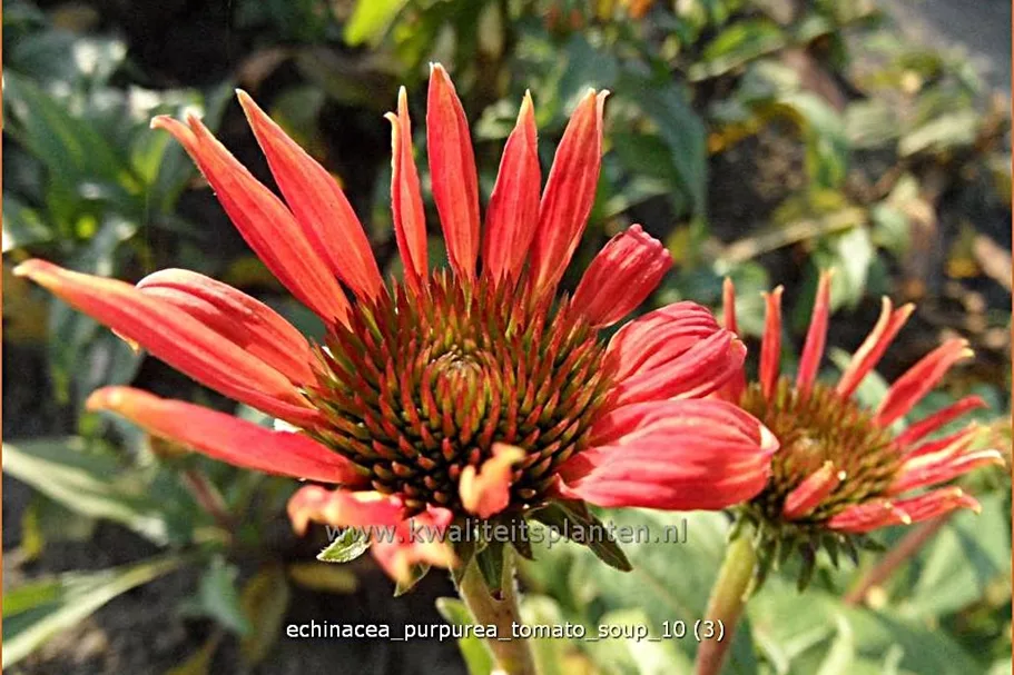 Echinacea purpurea 'Tomato Soup'®