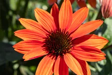 Echinacea purpurea 'Tomato Soup'®