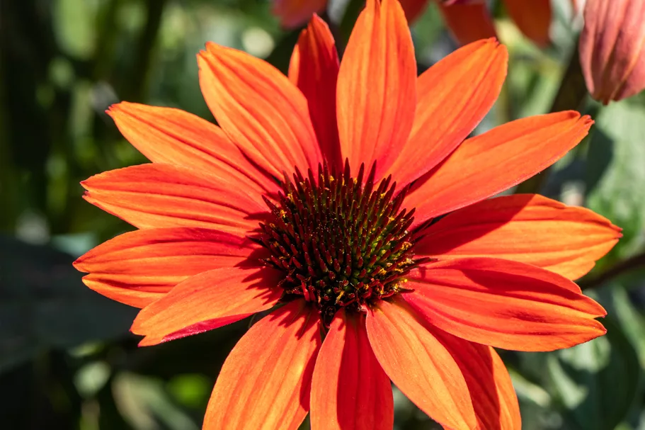 Echinacea purpurea 'Tomato Soup'®