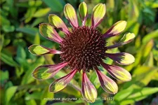 Echinacea purpurea 'Choco Green'