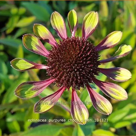 Echinacea purpurea 'Choco Green'