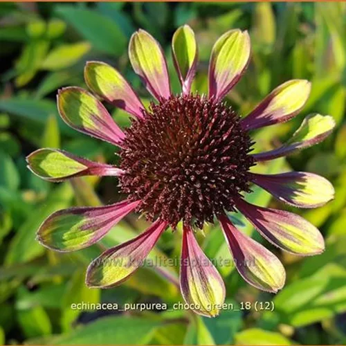 Echinacea purpurea 'Choco Green'