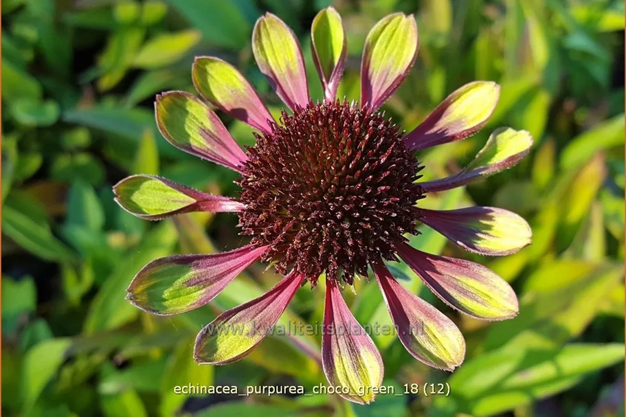 Echinacea purpurea 'Choco Green'