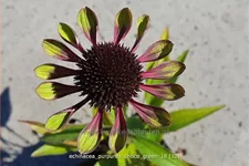 Echinacea purpurea 'Choco Green'