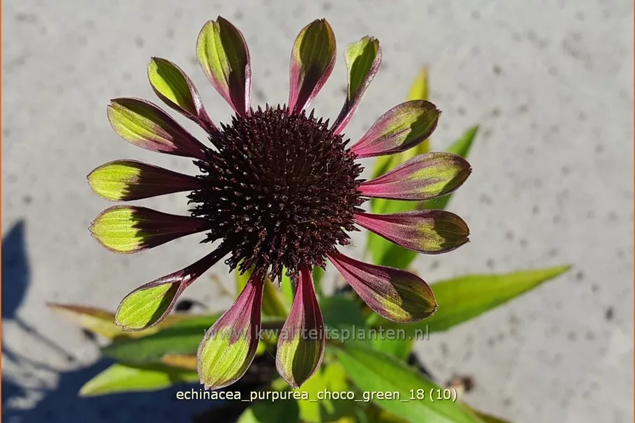 Echinacea purpurea 'Choco Green'