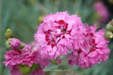 Dianthus plumarius 'Maggie'