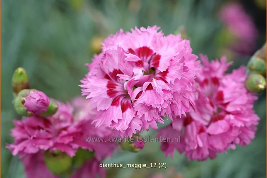 Dianthus plumarius 'Maggie'