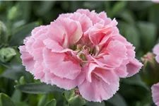 Dianthus plumarius 'Maggie'