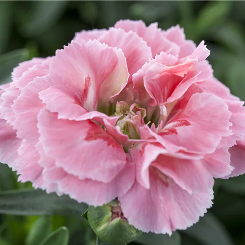 Dianthus plumarius 'Maggie'