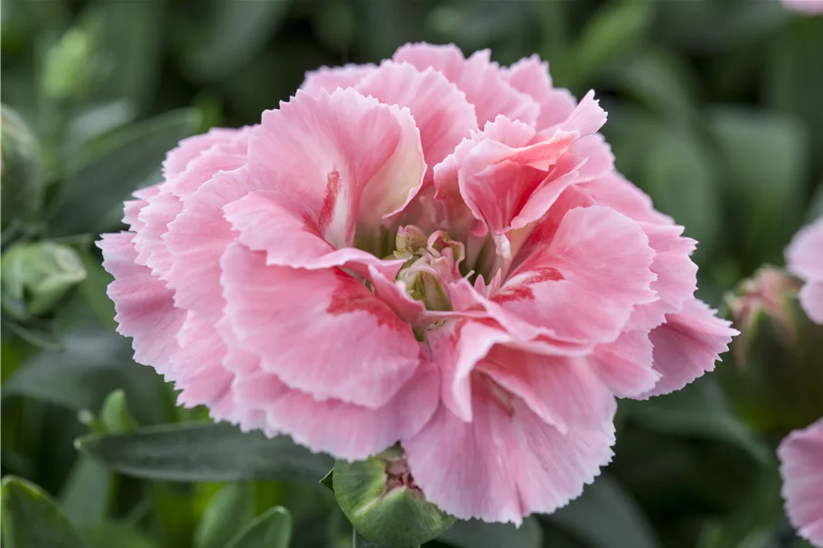 Dianthus plumarius 'Maggie'
