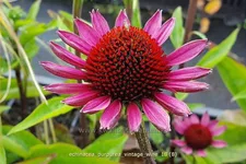 Echinacea purpurea 'Vintage Wine'®