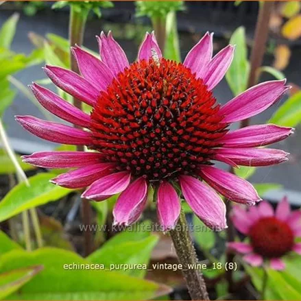 Echinacea purpurea 'Vintage Wine'®