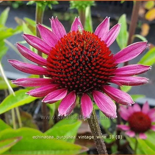 Echinacea purpurea 'Vintage Wine'®
