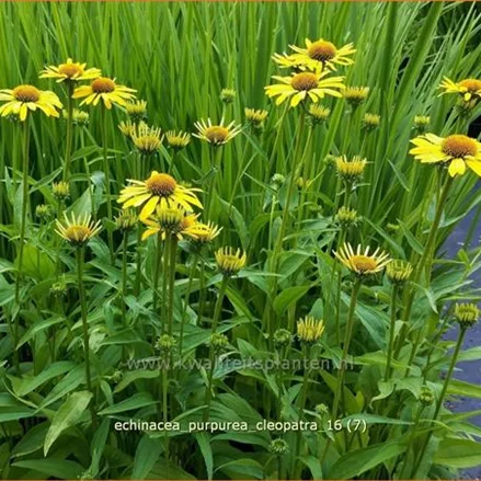 Echinacea purpurea 'Cleopatra'