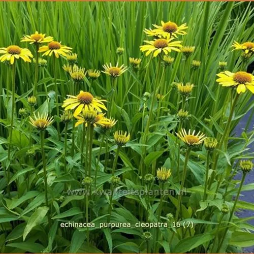 Echinacea purpurea 'Cleopatra'
