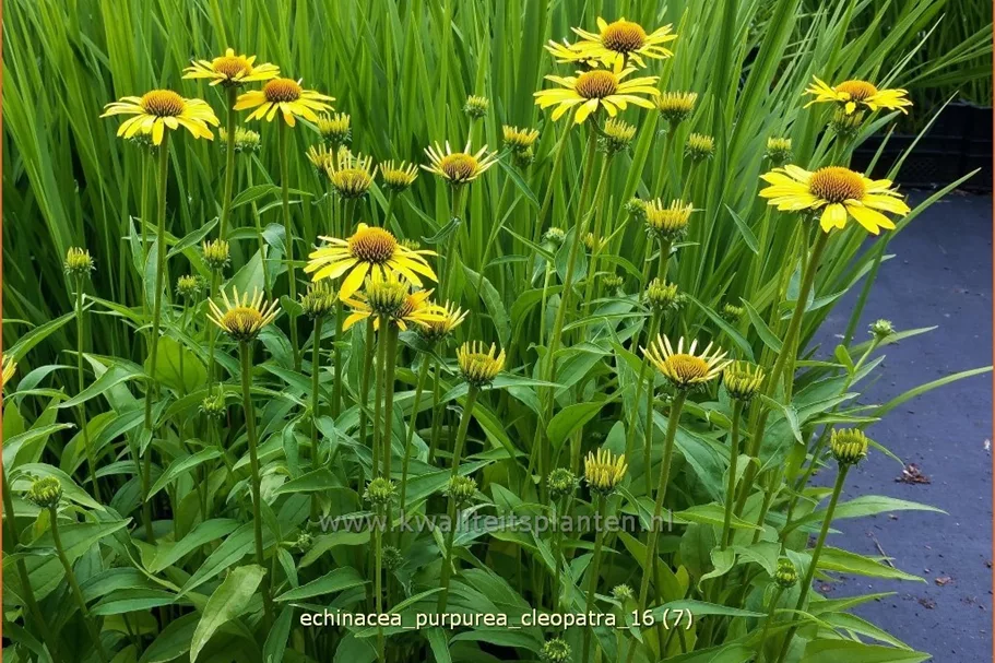 Echinacea purpurea 'Cleopatra'