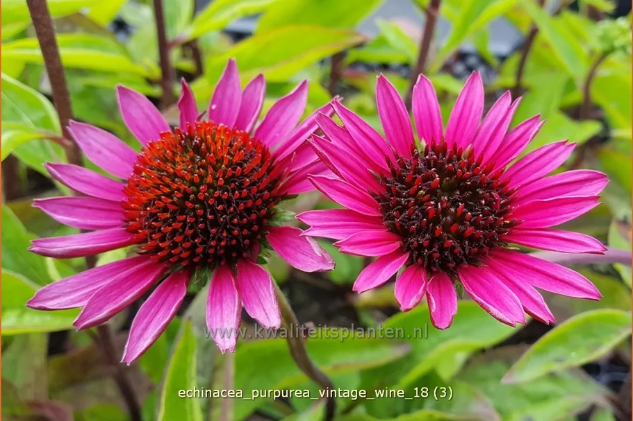 Echinacea purpurea 'Vintage Wine'®