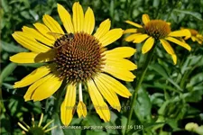 Echinacea purpurea 'Cleopatra'