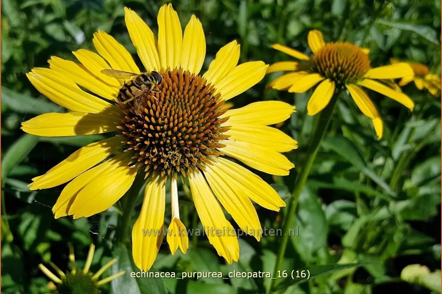 Echinacea purpurea 'Cleopatra'