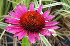 Echinacea purpurea 'Vintage Wine'®