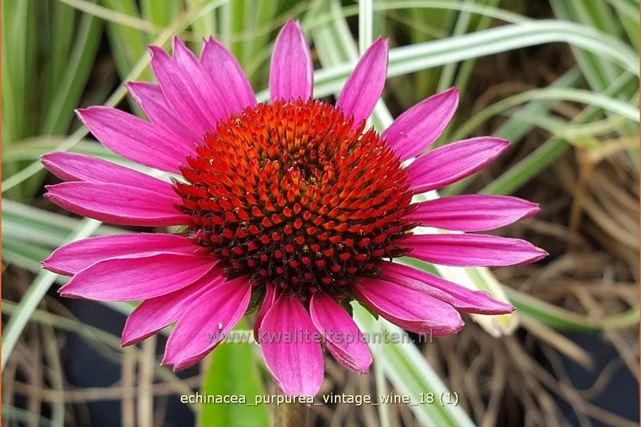 Echinacea purpurea 'Vintage Wine'®
