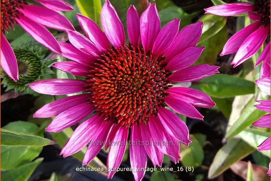 Echinacea purpurea 'Vintage Wine'®