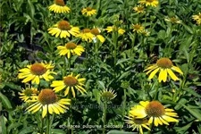 Echinacea purpurea 'Cleopatra'