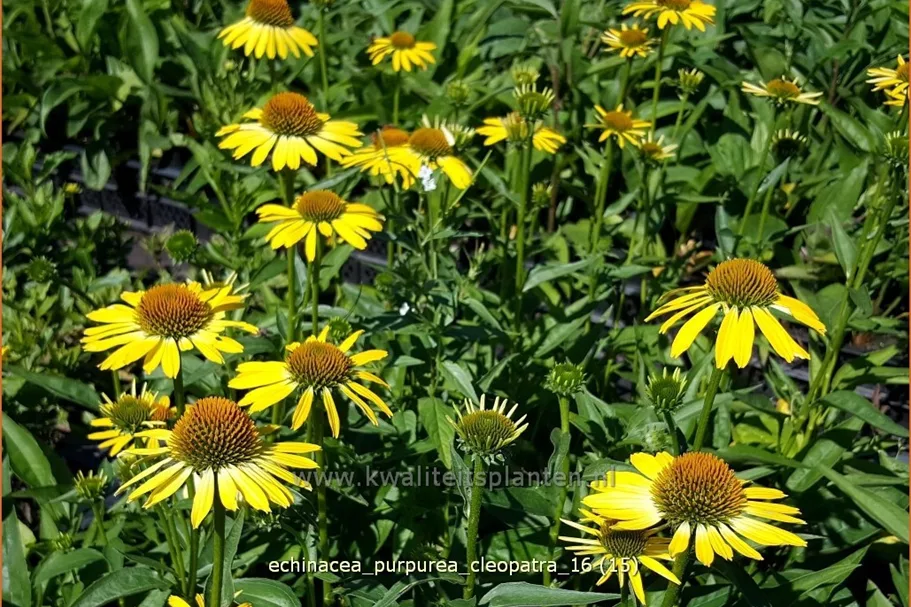 Echinacea purpurea 'Cleopatra'