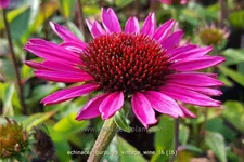 Echinacea purpurea 'Vintage Wine'®