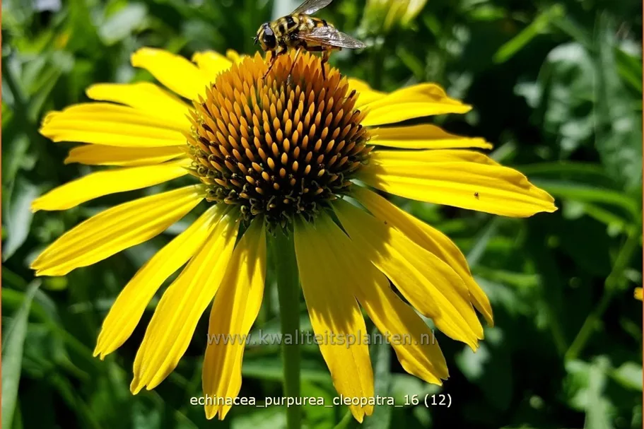 Echinacea purpurea 'Cleopatra'