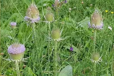 Dipsacus fullonum