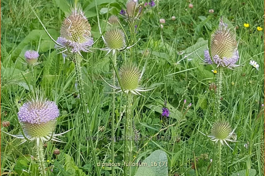 Dipsacus fullonum