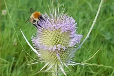 Dipsacus fullonum